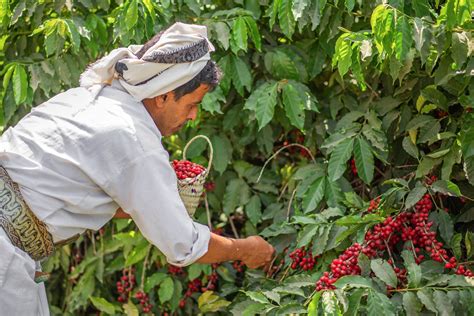 Qamaria Yemeni Coffee Co.
