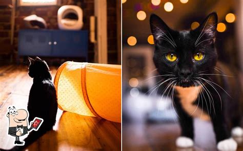 Mac Tabby Cat Cafe - Charlotte