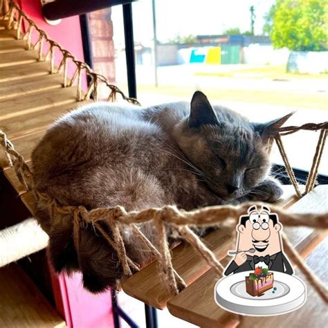 don't stress meowt - Cat Cafe