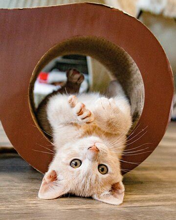 Purrfect Day Cat Café