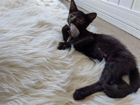 Whiskers Cat Cafe & Coffeehouse